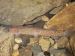 Native fish (Kaora) found in many of the streams in the Park