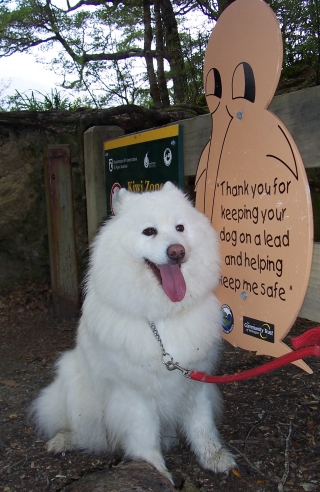 Even a well-trained dog like Minski, the beautiful Samoyed displayed here, could potentially be a hazard to our Kiwis, so please keep your dog on a leash in our designated Kiwi Zone!