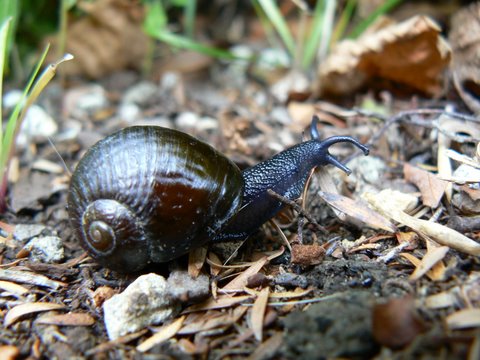 Wainuia urnula urnula - a carniverous snail found throughout the district