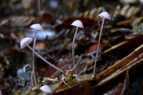 Ghostly gaggle of fungi on the forest floor