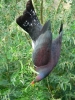 Native wood pigeon (Kereru) foraging for food