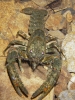 Koura - native freshwater crayfish - seen here at night in the clear waters of the Turere Stream