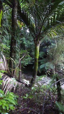 Nikau Palm in the Rimutaka Forest Park
