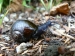 Carnivorous snail Wainuia Urnula Urnula