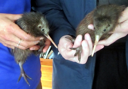 Newly hatched kiwi chicks about to be transported to a kiwi creche