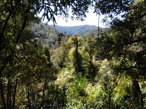 Diverse lowland broadleaf forest in the Catchpool Eco-Hotspot area
