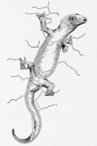 gecko motif