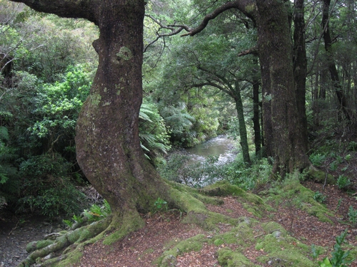 The beautiful Graces Stream camp site area in the Rimutaka Forest Park.