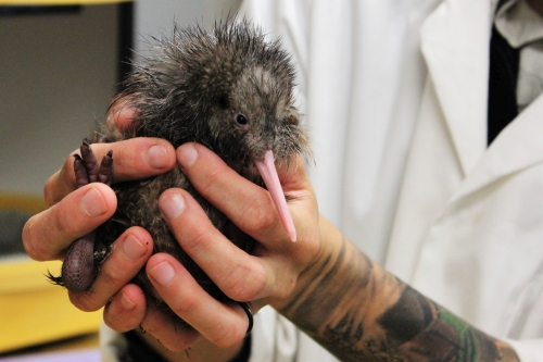 Another photo of kiwi chick, RFP48 being held up for show at Pukaha Mt Bruce.