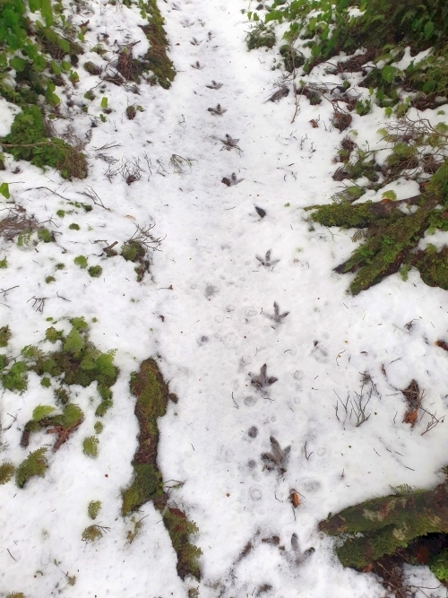 Kiwi tracks in the snow... Remutaka Forest Park