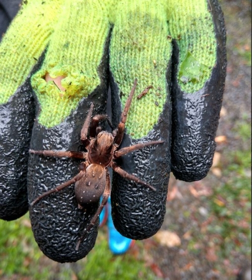 Large brown Vagrant spider