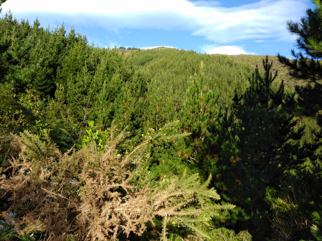 Wilding pines earmarked for removal before resting the forest with native trees