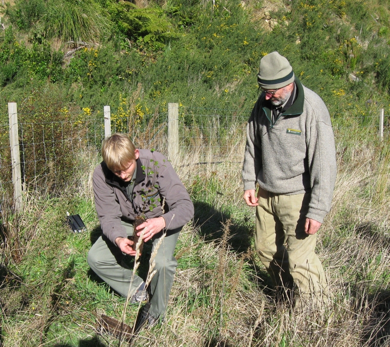 Brent Tandy and Peter Simpson demonstrate the unpacking and replanting of Hard Beech seedlings to volunteers and other DoC staff members during our initial Catchpool Restoration working bee 