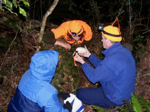 Candling a kiwi egg during an Operation Nest Egg raid on a burrow to extract eggs for incubation at a hatchery